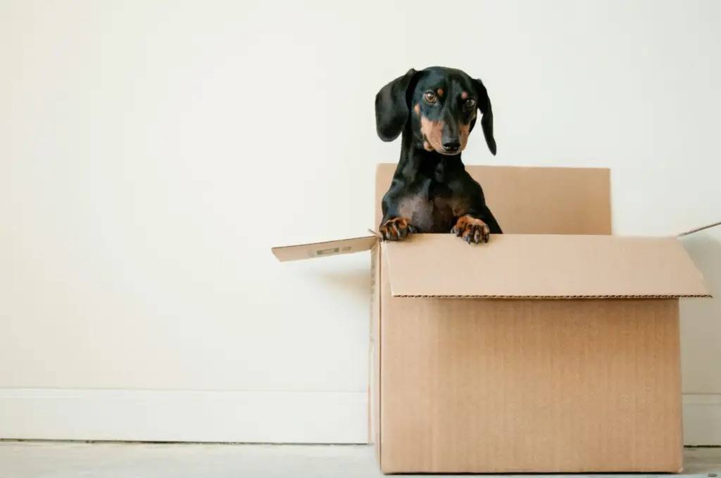 Puppy in a box